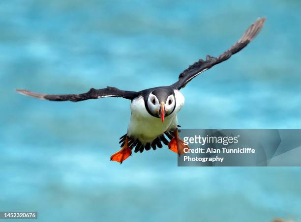flying puffin - water bird foto e immagini stock