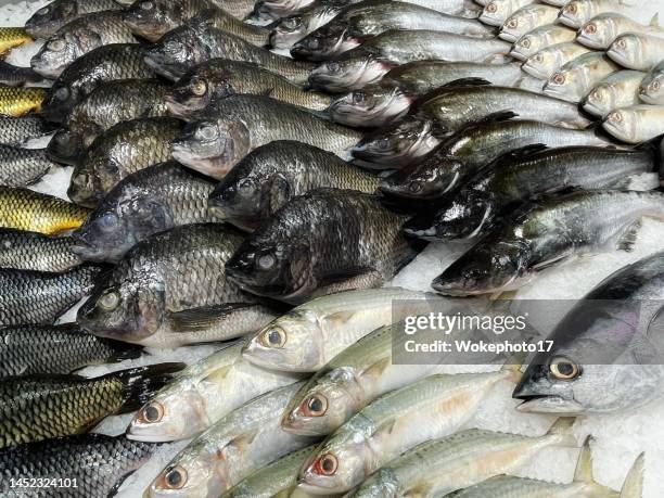 large group of fish for sale at store - catch stockfoto's en -beelden