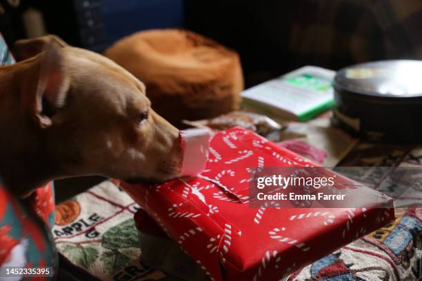 Dog Ripping Open Present 393 Dog Opening Christmas Gift Stock Photos, High-Res Pictures, and ...