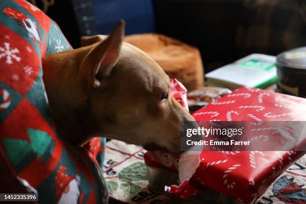 Dog Ripping Open Present 687 Dog Opening Present Stock Photos, High-Res Pictures, and Images ...