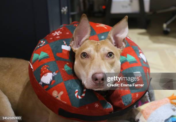 lurcher wearing festive inflatable neck collar - bizarre fashion stock pictures, royalty-free photos & images