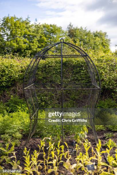 cannabis and tobacco plants, northumberland, england, united kingdom - chris dangerous stock pictures, royalty-free photos & images
