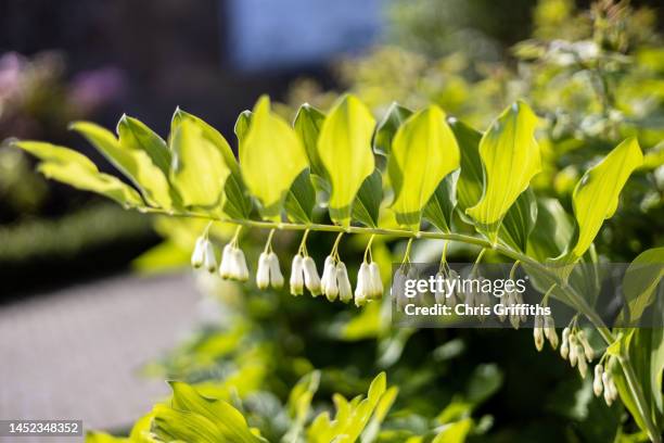 solomon's seal, northumberland, england, united kingdom - pluriannuel photos et images de collection