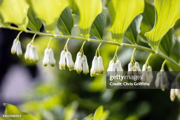 solomon's seal, northumberland, england, united kingdom - herbarium stock pictures, royalty-free photos & images