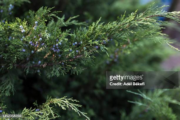 juniper branches with berries (juniperus virginiana) - árvore de junípero - fotografias e filmes do acervo