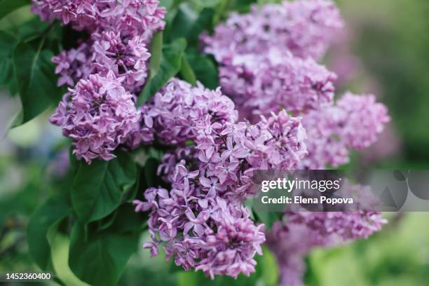 blossom violet lilac flowers against blurred greenery background. syringa vulgaris - white lilac stock pictures, royalty-free photos & images