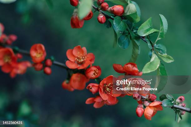 vibrant red blossom quince flowers against emerald green background. chaenomeles japonica - apple blossoms bildbanksfoton och bilder
