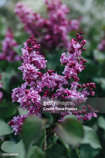 full frame blossom violet lilac flowers against greenery background. syringa vulgaris - white lilac stock pictures, royalty-free photos & images