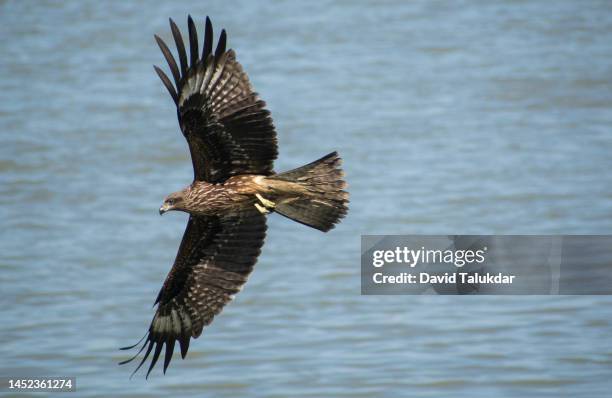 flying black kite - kite bird stock pictures, royalty-free photos & images