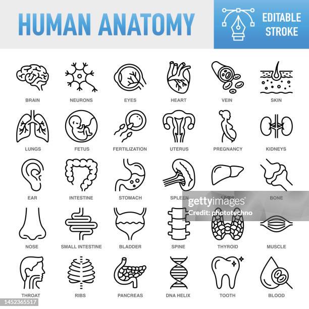 stockillustraties, clipart, cartoons en iconen met human anatomy - thin line vector icon set. pixel perfect. editable stroke. for mobile and web. the set contains icons: internal organ, human internal organ, healthcare and medicine, anatomy, lung, heart - internal organ, the human body, liver - organ, sto - human small intestine