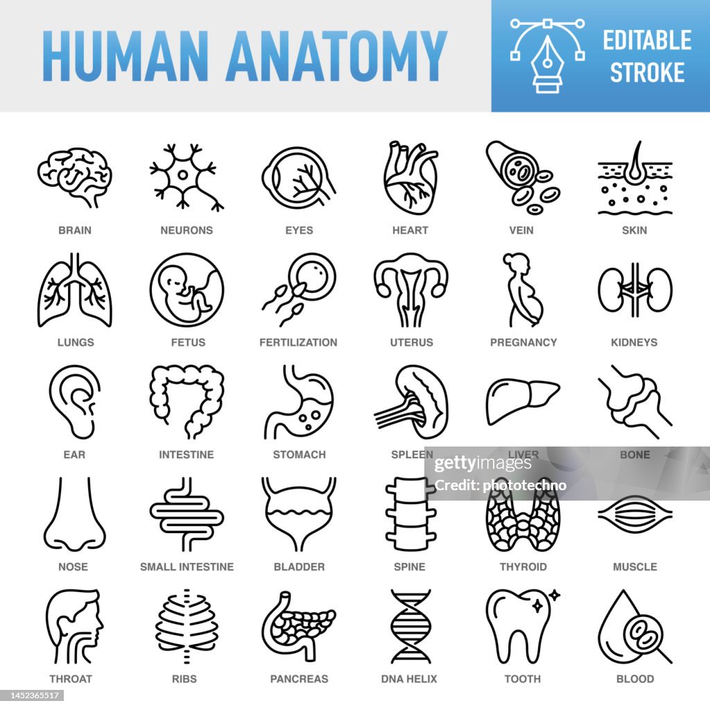 Human Anatomy - Thin line vector icon set. Pixel perfect. Editable stroke. For Mobile and Web. The set contains icons: Internal Organ, Human Internal Organ, Healthcare And Medicine, Anatomy, Lung, Heart - Internal Organ, The Human Body, Liver - Organ, Sto