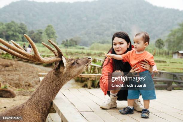 asian mother carrying her baby  feeding deer in deer farm - familie zoo stock pictures, royalty-free photos & images