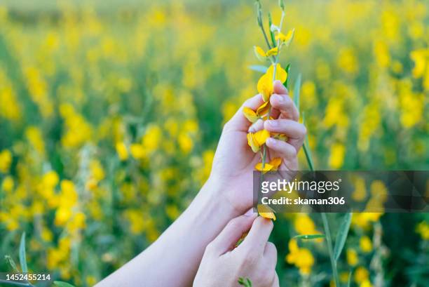 hand of female touching small flower blooming around the paddy - affectionate fotografías e imágenes de stock