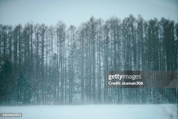 beautiful winter landscape  forest view around little fuji mountain yotei  cover by snow and village near niseko hokkaido japan - hirafu snow resort photos et images de collection