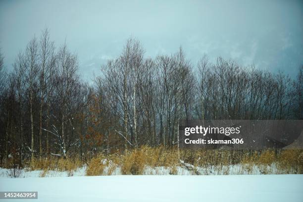 beautiful winter landscape  forest view around little fuji mountain yotei  cover by snow and village near niseko hokkaido japan - hirafu snow resort stock pictures, royalty-free photos & images