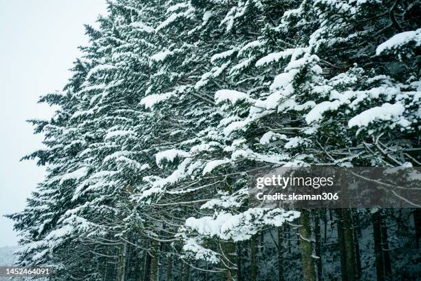 beautiful winter landscape  forest view around little fuji mountain yotei  cover by snow and village near niseko hokkaido japan - hirafu snow resort stock pictures, royalty-free photos & images