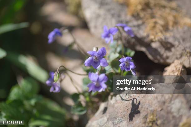 common dog-violet in flower - uncultivated stock pictures, royalty-free photos & images