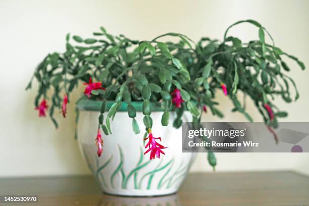 schlumbergera in bloom in ceramic pot - christmas cactus stock pictures, royalty-free photos & images
