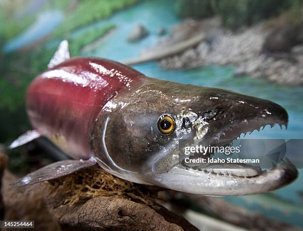 Sockeye salmon named "Lonesome Larry" was one of the few, and ony male, to make his way through dams and other obstacles two decades ago to spawn in...