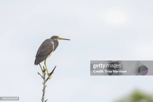 tricolored heron at st marks national wildlife refuge, florida - st marks wildlife refuge stock pictures, royalty-free photos & images