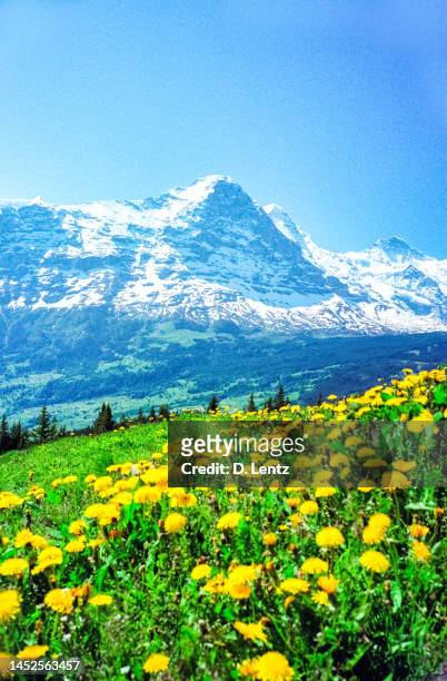 switzerland flowers - grindelwald stock pictures, royalty-free photos & images