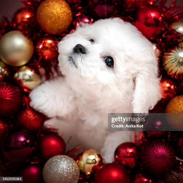 christmas portrait of a dog - bichon stock-fotos und bilder