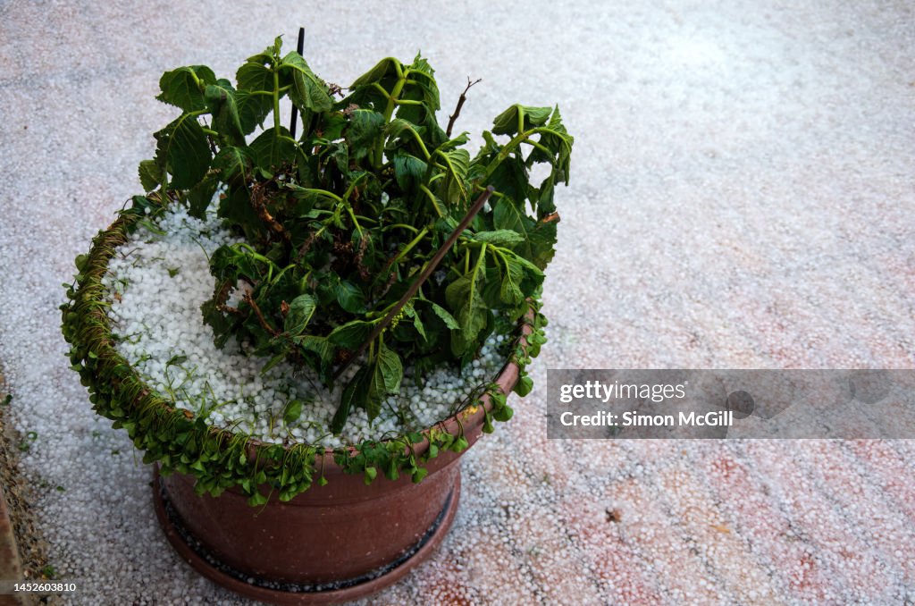 Hail damaged potted plant on a terrace patio