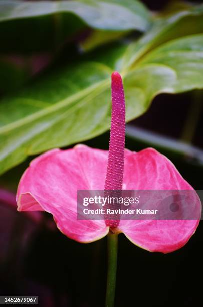 rare pink spathe and erected pink spadix (with many small hermaphroditic flowers) of flamingo lily plant. anthurium andraeanum. araceae family. - hermaphroditic stock pictures, royalty-free photos & images