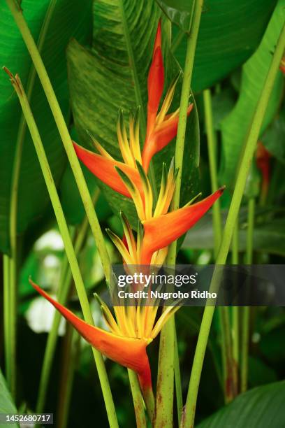 orange red heliconia psittacorum flower - heliconiinae stockfoto's en -beelden