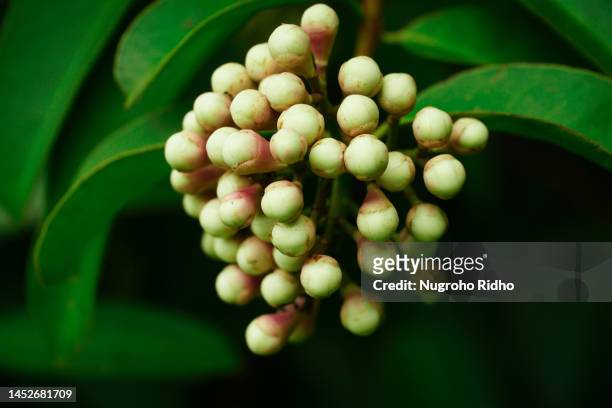 water apple flower bud - water apples stock pictures, royalty-free photos & images