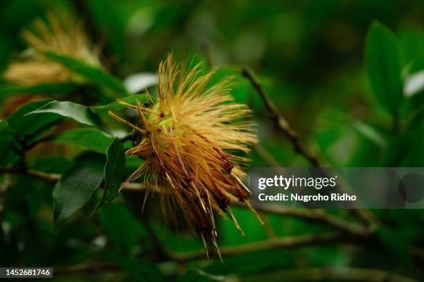 orange syzygium hairy flower background - water apples stock pictures, royalty-free photos & images