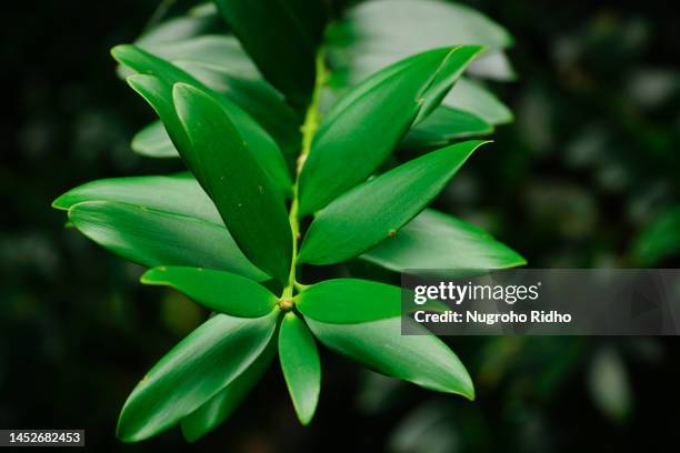 green agathis leaf background - kauri tree stock-fotos und bilder