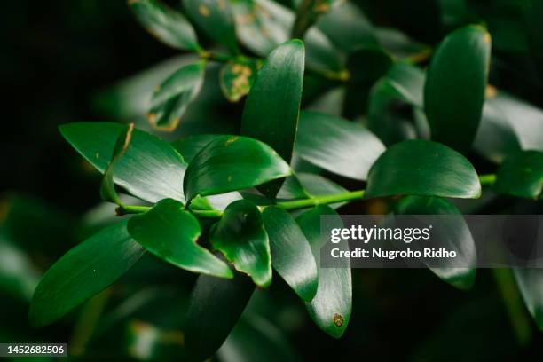 Kauri Tree Background Kauri Trees Photos and Premium High Res Pictures - Getty Images