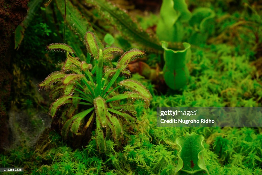 Sundew Drosera capensis Plant on Moss Forest Floor
