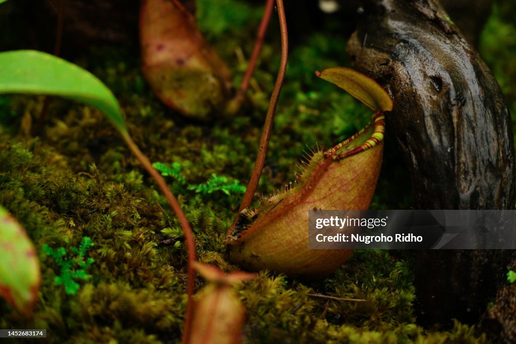 Young Red Pitcher Plant Nepenthes Rafflesiana on Forest Floor