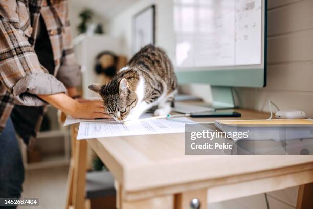 junge nicht wiederzuerkennende studentin beim lernen, während ihre katze auf dem tisch steht - cat hand stock-fotos und bilder
