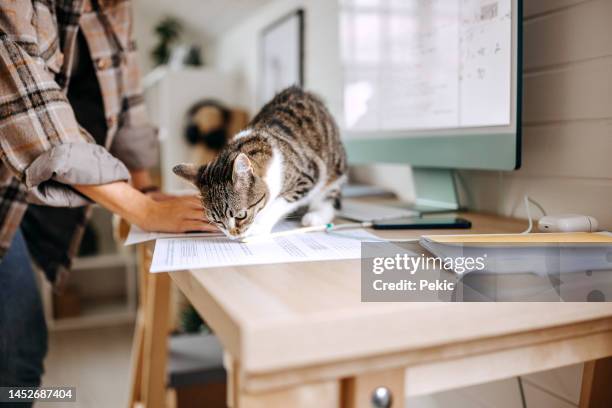 young unrecognisable female student studying while her cat is standing on the table - cat hipster no stock pictures, royalty-free photos & images