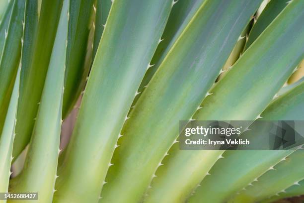 aloe vera leaf closeup. - aloe plant stockfoto's en -beelden