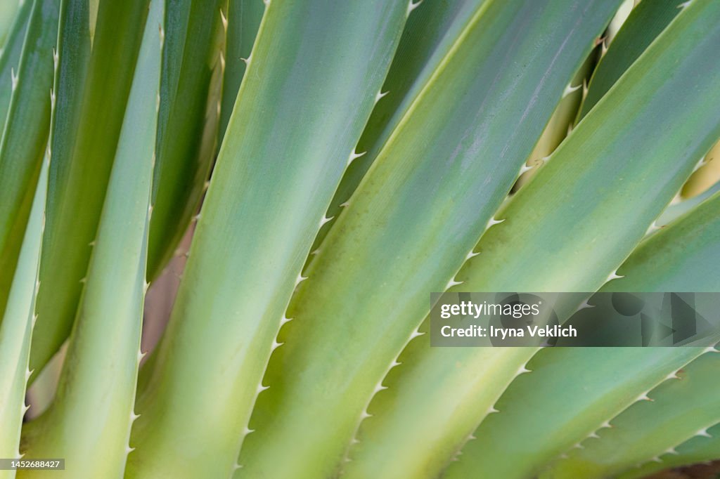 Aloe Vera leaf closeup.
