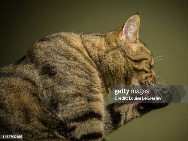 tabby cat licking it’s paw - feet lick bildbanksfoton och bilder