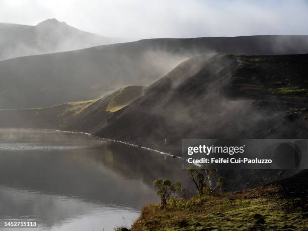 veidivötn lake, norwegian angelica plant at landmannalaugar area at autumn with mist - angelica stock pictures, royalty-free photos & images