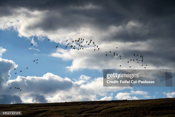 flock of greylag geese flying with background of cloud in the sky - geese flying stock pictures, royalty-free photos & images