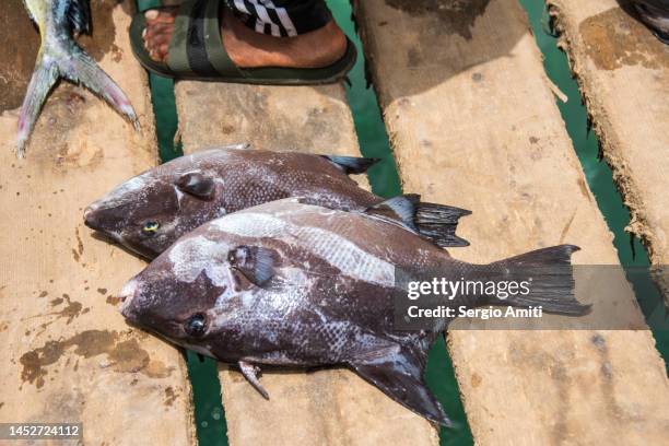 freshly caught grey triggerfish - grey triggerfish stock pictures, royalty-free photos & images