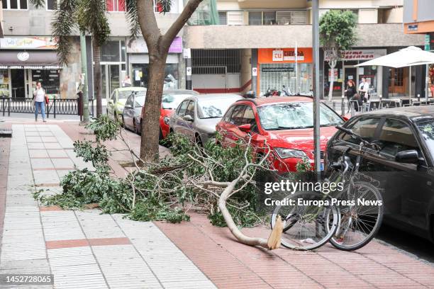 Tree fell on the sidewalk as a result of the wind, on 27 December, 2022 in Las Palmas de Gran Canaria, Las Palmas, Canary Islands, Spain. Today's...