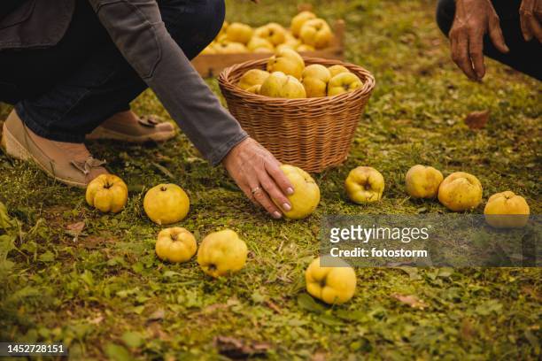 unrecognizable senior couple collecting fallen quinces in a wooden basket and a crate at their orchard - quince stock pictures, royalty-free photos & images