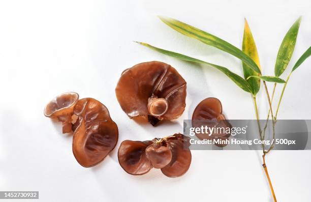 high angle view of mushrooms on white background,france - black fungus stock pictures, royalty-free photos & images