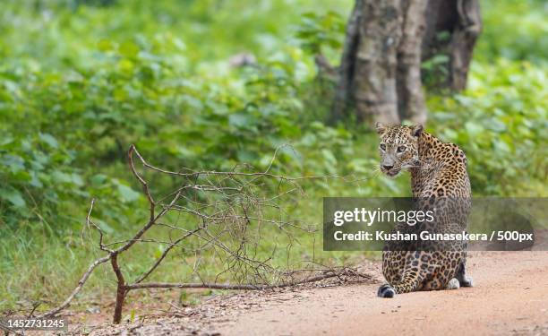 side view of leopard sitting on field,wilpattu national park,sri lanka - african leopard stock pictures, royalty-free photos & images