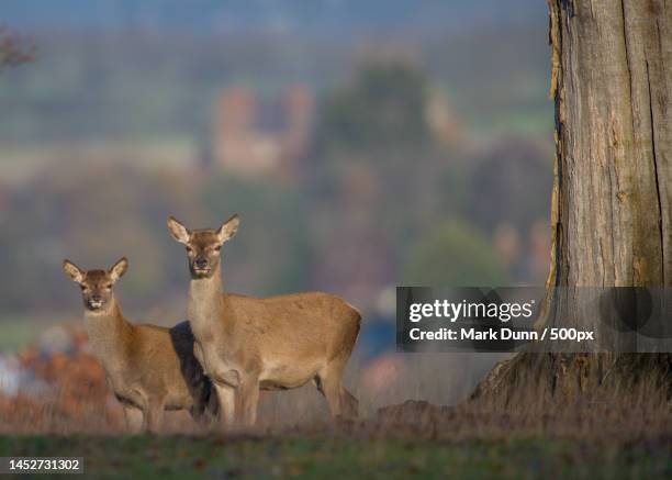portrait of roe deer standing on field,matlock bath,united kingdom,uk - roe deer female stock pictures, royalty-free photos & images