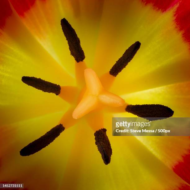 full frame shot of yellow flowering plant,devon,united kingdom,uk - messa stock pictures, royalty-free photos & images