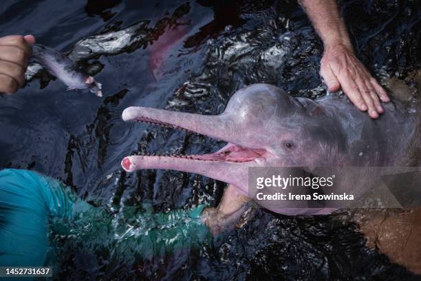 pink dolphin - boto river dolphin stock-fotos und bilder